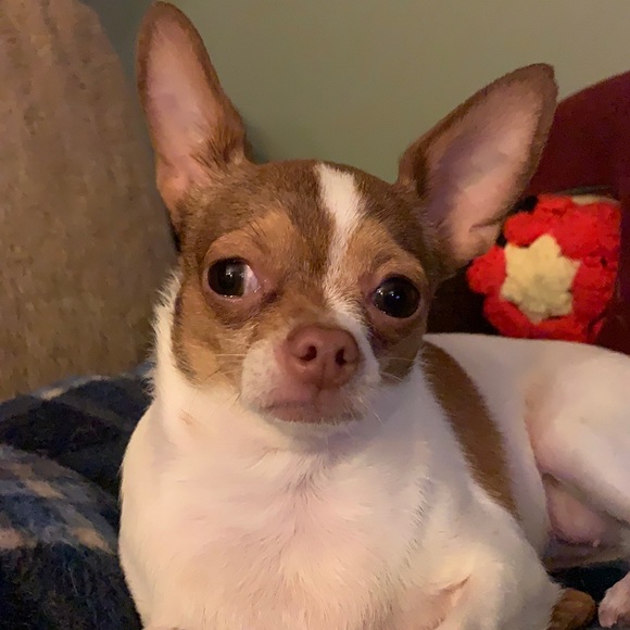 Meet your Posher, Guvie - Picture 1 of 1